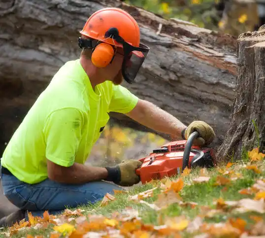 tree services Myrtle Grove